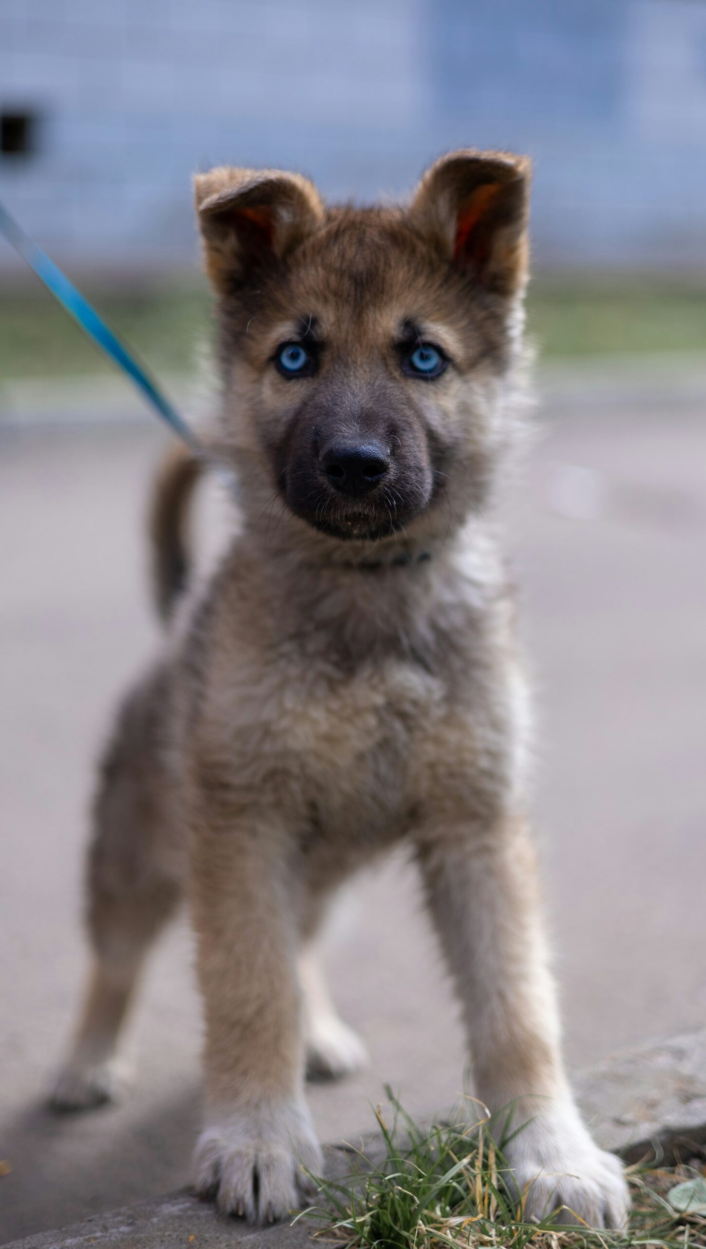 A blue-eyed puppy standing on a sidewalk.