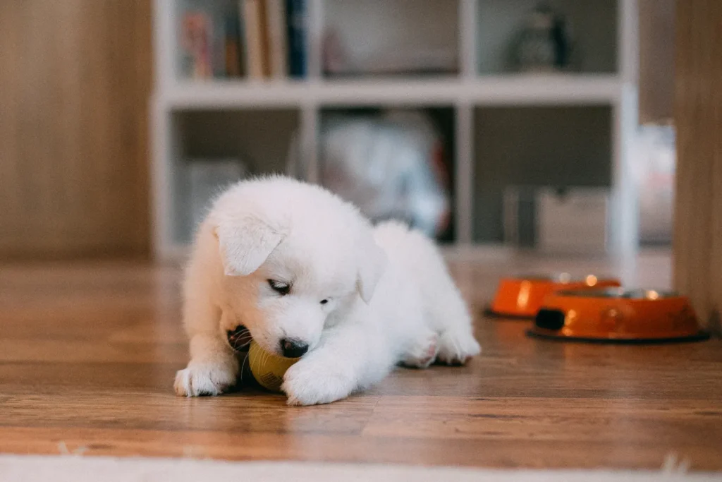 White puppy holding a yellow ball between its front paws