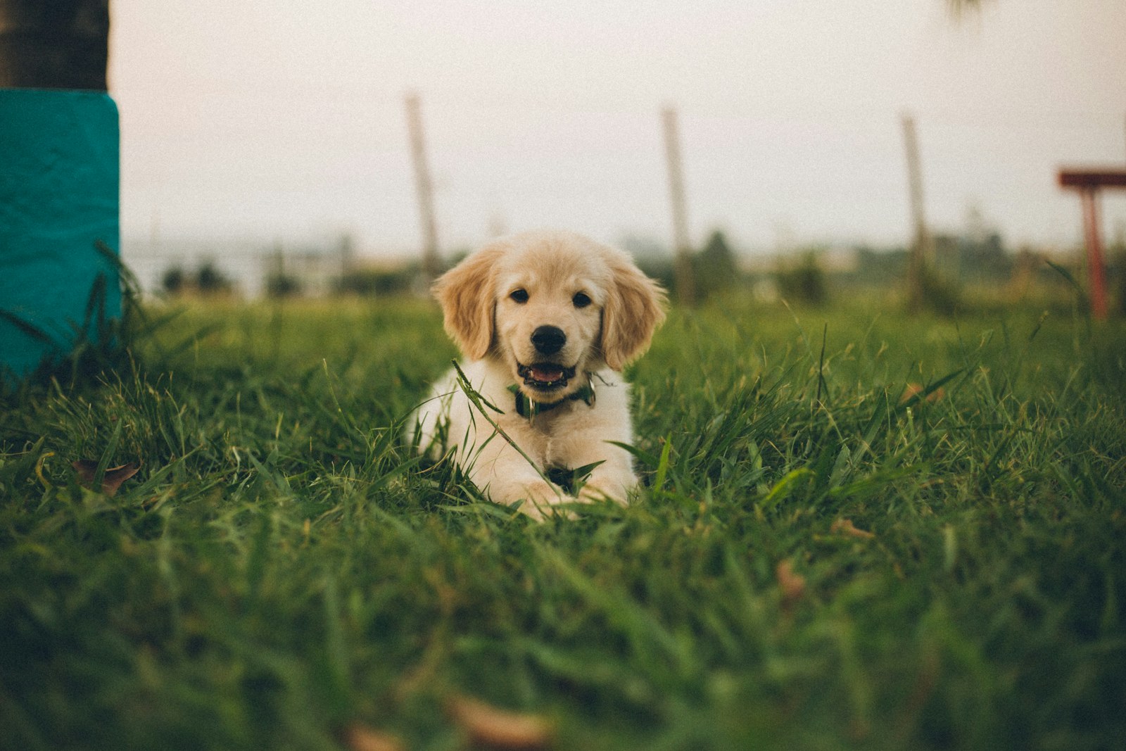 A puppy sitting in grass near a fence.