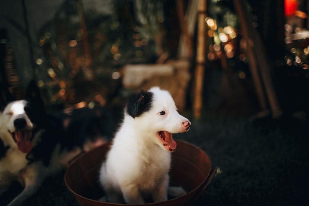 Young puppy relaxing indoors