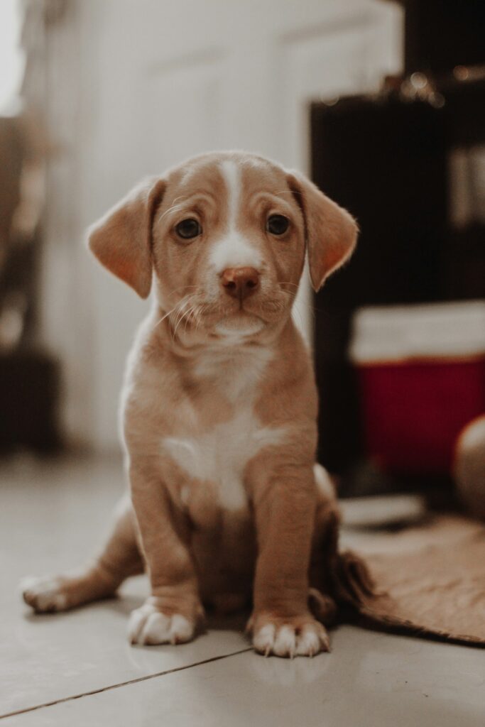 A puppy sitting on the floor and looking toward the camera.