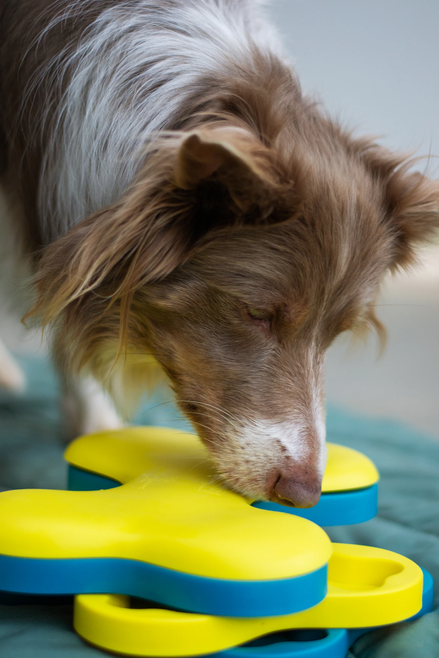 Border collie investigating a blue and yellow food puzzle