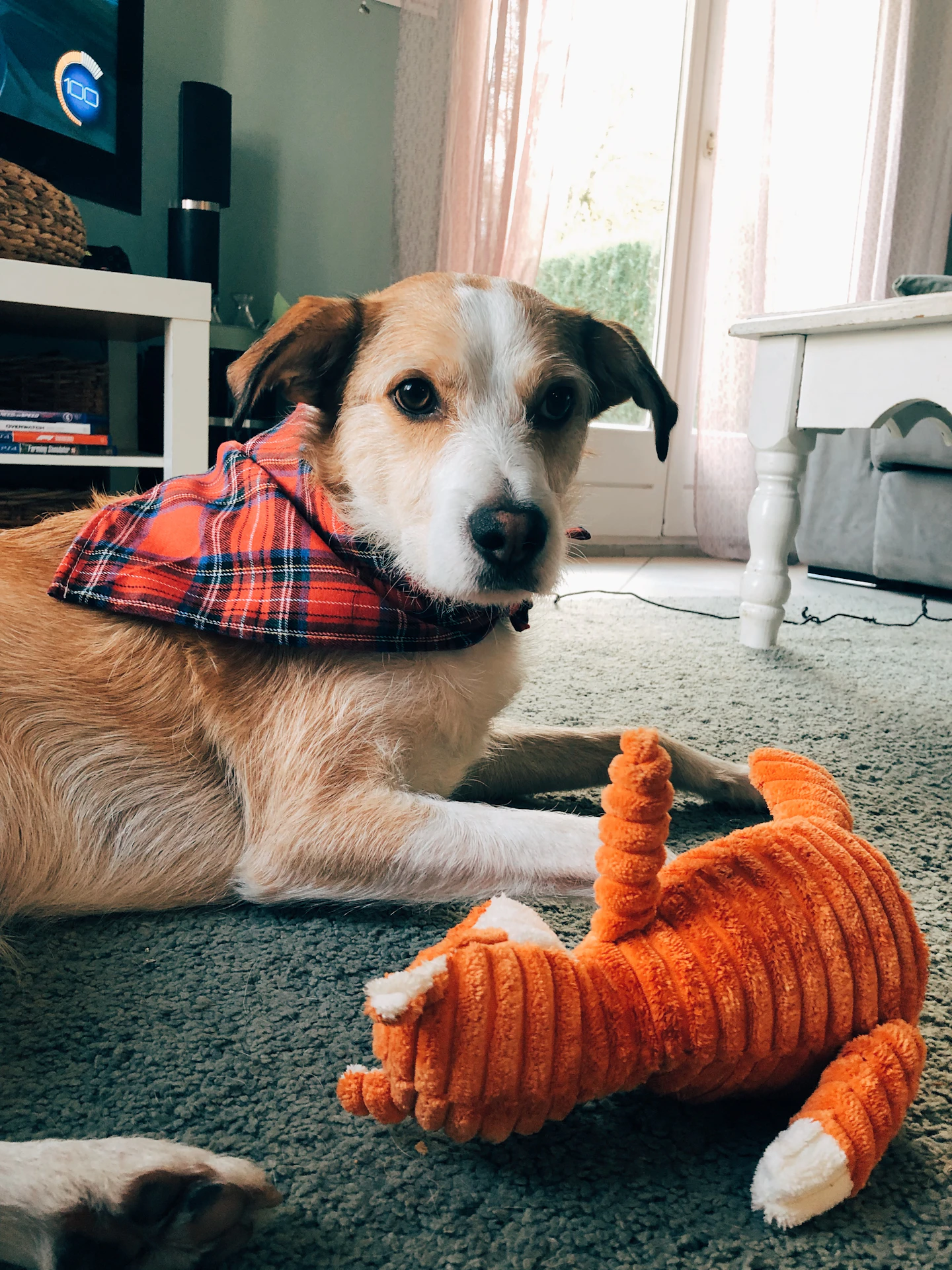Tan and white dog beside an orange plush toy at home
