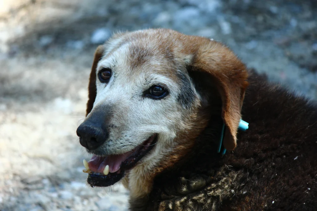 Older brown dog with a gray muzzle resting outdoors
