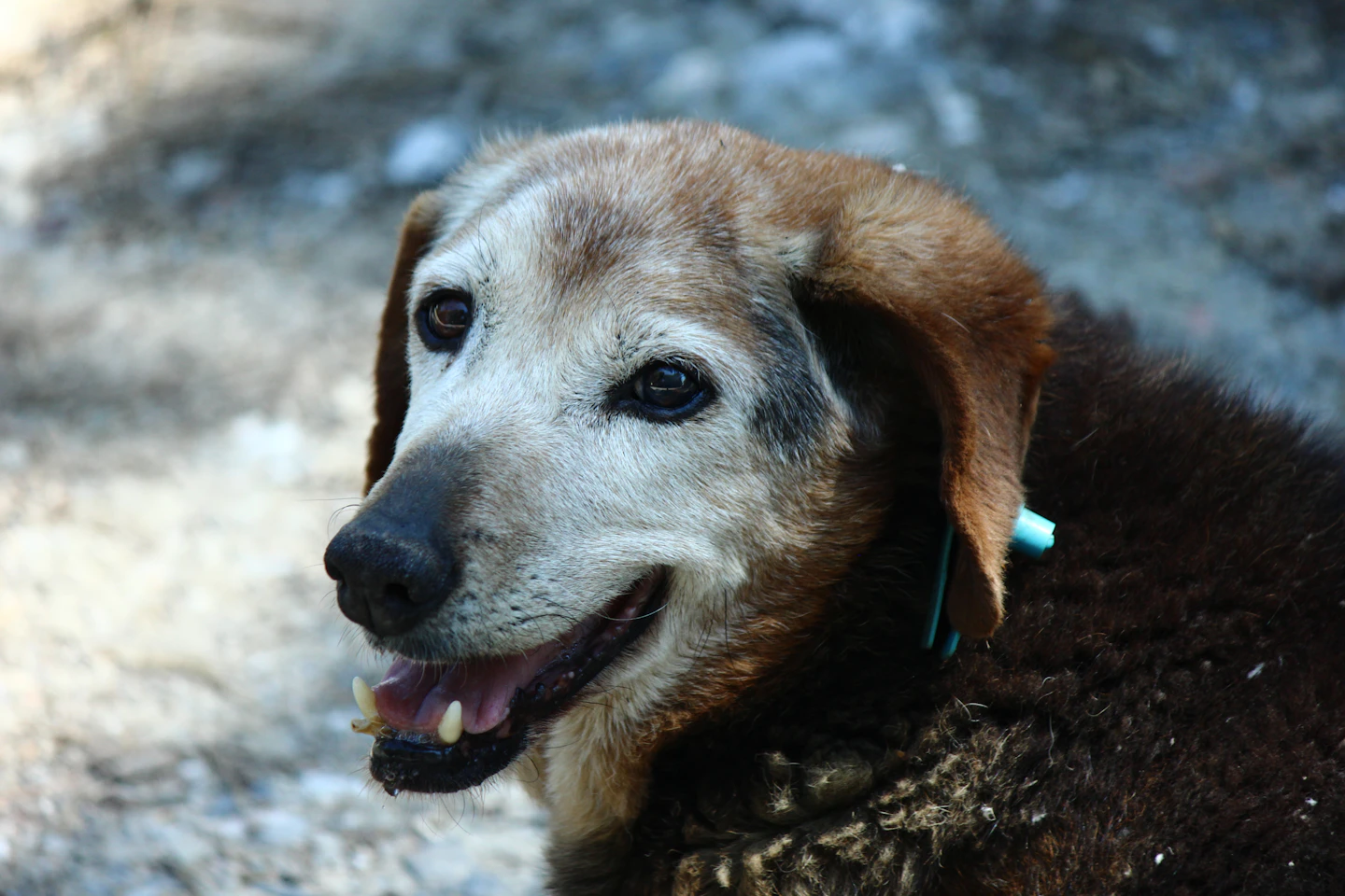 Older brown dog with a gray muzzle resting outdoors