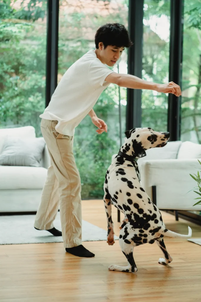 Dalmatian following a hand cue during a game at home