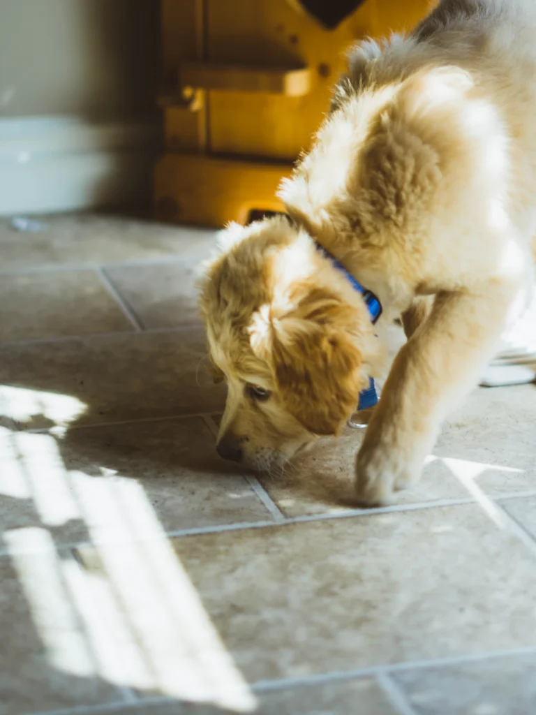 Golden dog sniffing a sunlit tiled floor
