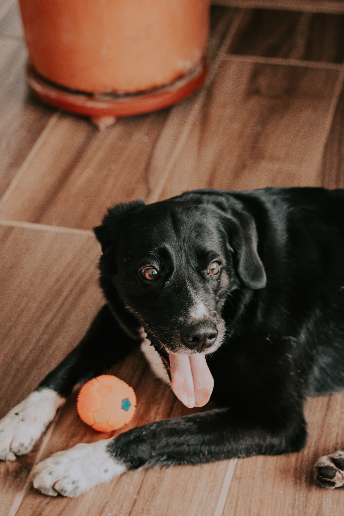 Black and white dog resting beside an orange ball