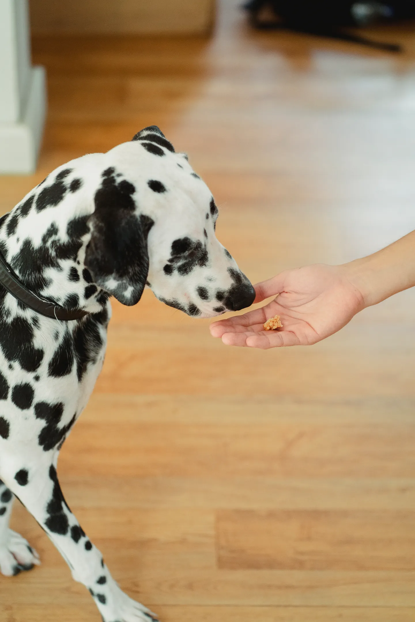 Dalmatian sniffing a treat in an open hand