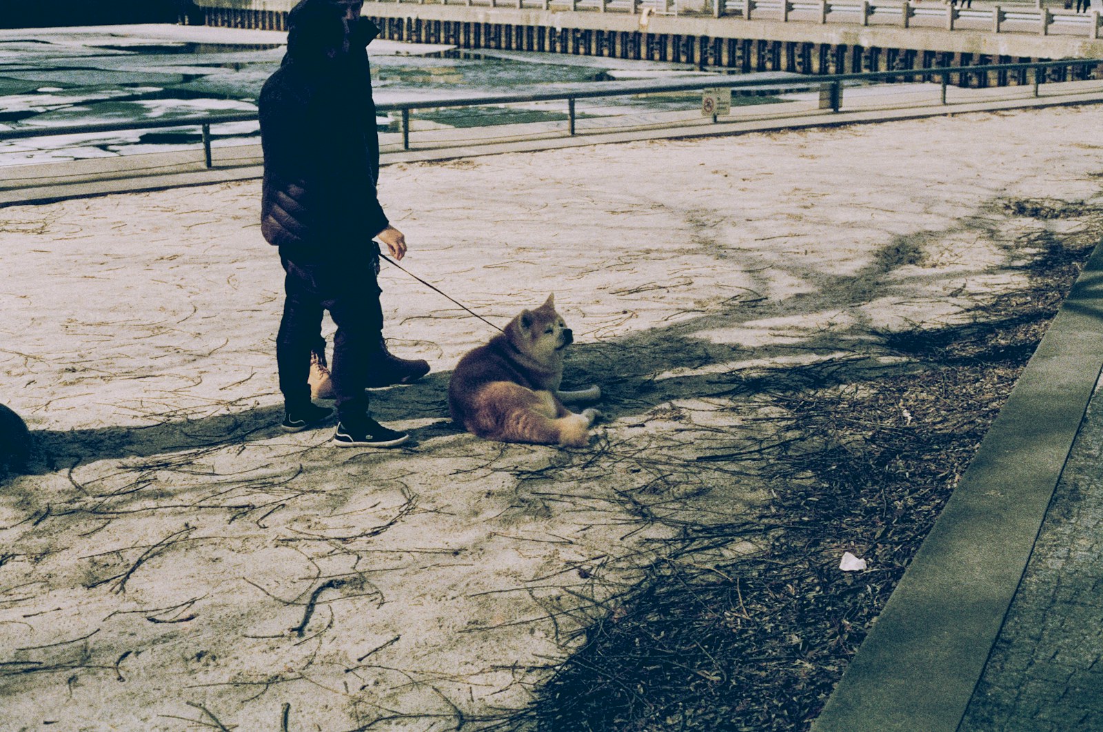 A person walking a dog on a leash outdoors.